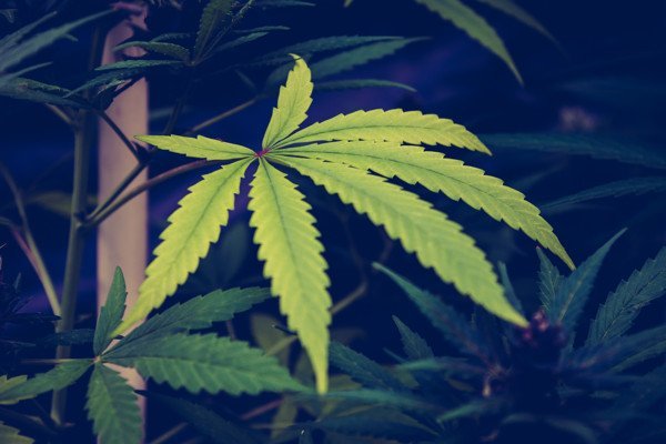 Legalizzazione della Marijuana