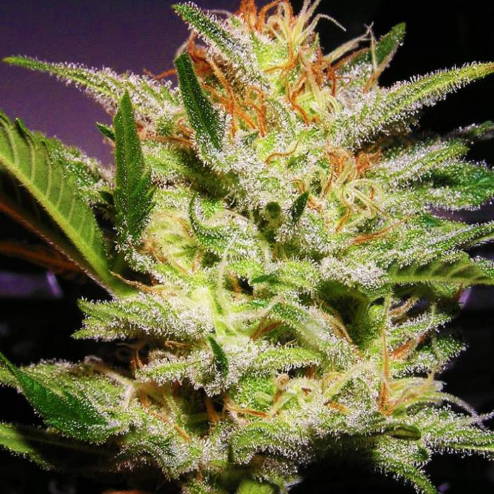 amnesia strain amnesia strain