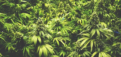 coltivare marijuana