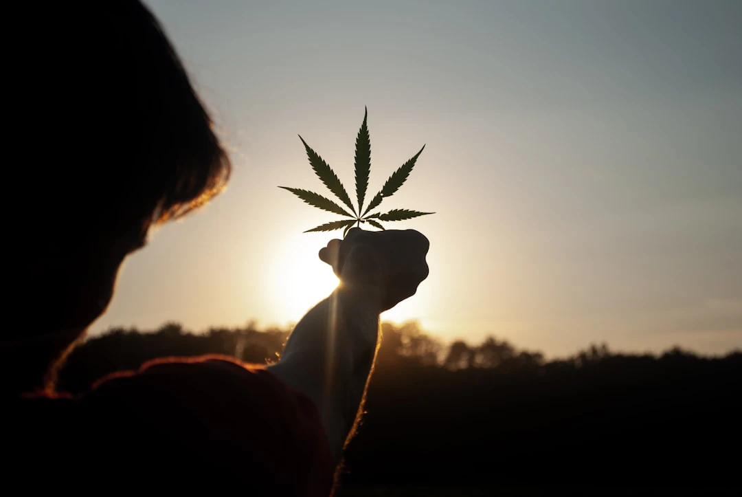 Cannabis light: il Consiglio di Stato rinvia alla Corte Ue la questione sul CBD. In ballo 30mila posti di lavoro