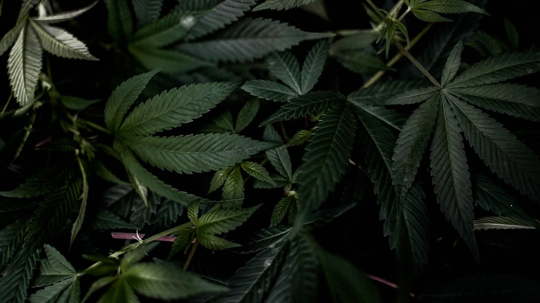 Trump e la cannabis: verso un allentamento delle restrizioni federali? Impatti e scenari per mercati e industria